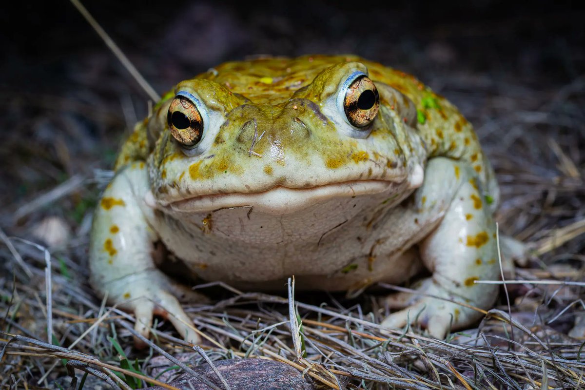 Kermelo3's tweet image. 🐸The Lily Pad Daily🐸
These Toads Have Psychedelic Powers, but They’d Prefer to Keep It Quiet @nytimes
New research suggests Sonoran Desert toads went into steep decline after stories of their mind-bending chemical properties began circulating among drug users.
