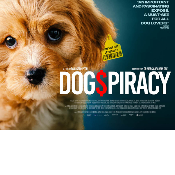 AllDogsMatter's tweet image. You can now get tickets for @marcthevet World Premiere of 'Dogspiracy:' The Truth Behind Puppy Farming in the UK & US
🗓 Tuesday 22 July, Phoenix Cinema, East Finchley🎤Followed by a live Q&A with bit.ly/Dogspiracy