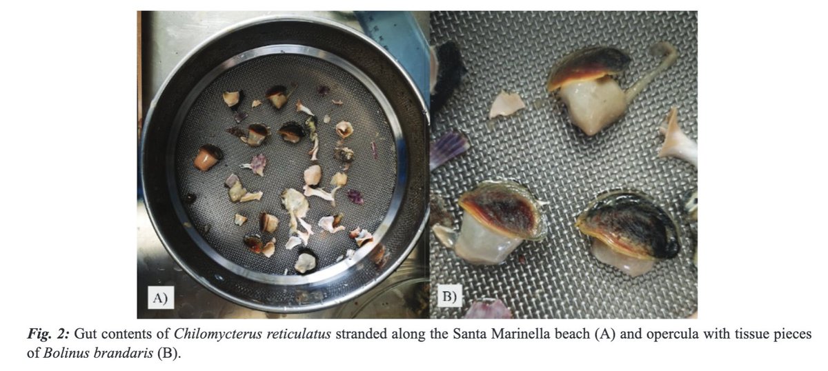 FALAUTANO, M., LIVI, S., TIRALONGO, F., AZZURRO, E., GRECH, D., MASALA, C. and CASTRIOTA, L. (2025) “New records of the spotfin burrfish Chilomycterus reticulatus (Linnaeus, 1758) along the Italian coasts”, Mediterranean Marine Science, 26(1), pp. 90–96. doi: 10.12681/mms.38595.