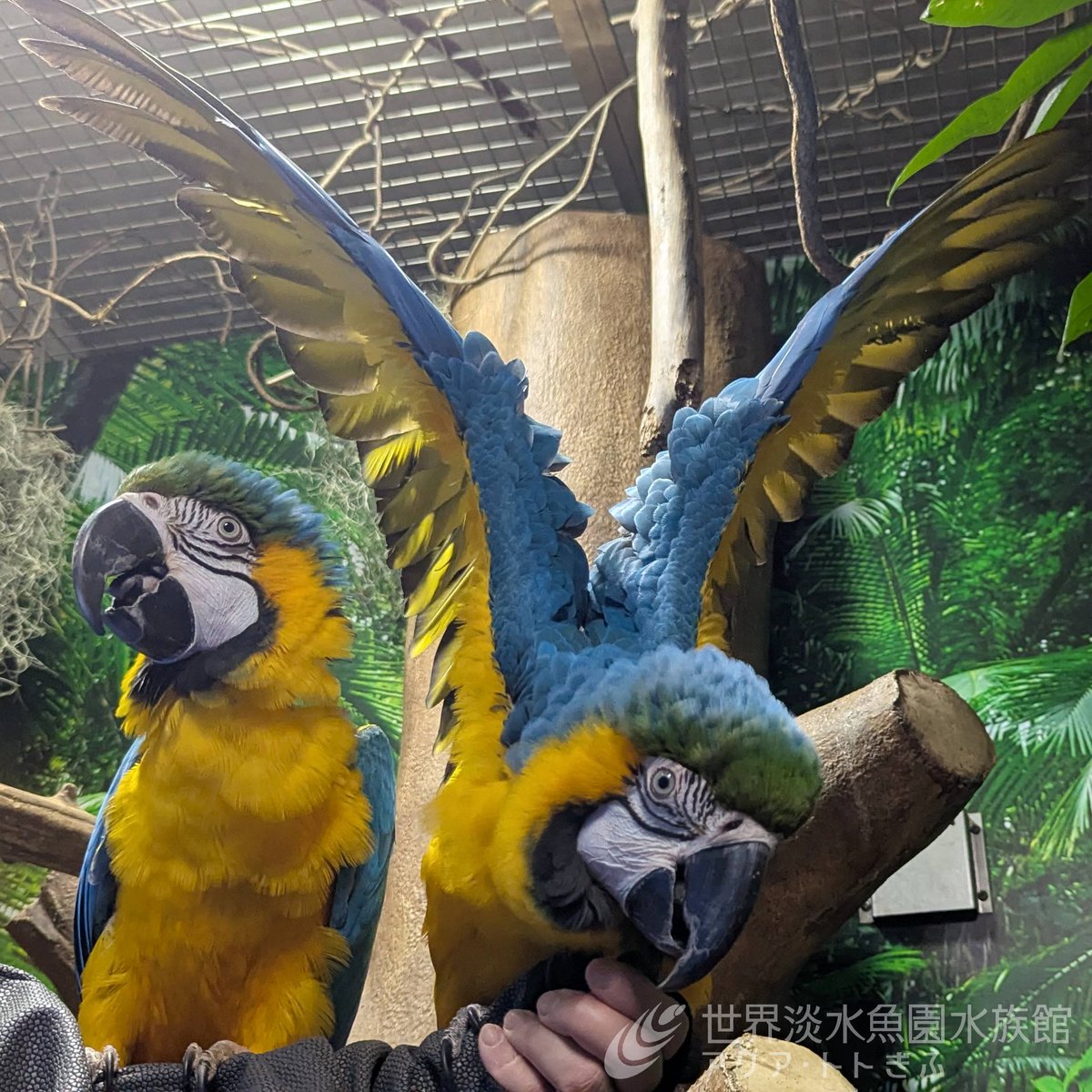 aquatotto's tweet image. 7/12(土)、13(日)11:45から、ルリコンゴウインコの特別ガイドを実施します。
生態や体のつくりに加え、本物の羽を使って、羽のしくみについてもお話します。
1階「アマゾンの鳥」水槽にて実施しますので、ぜひお越しくださいね!【展ス】