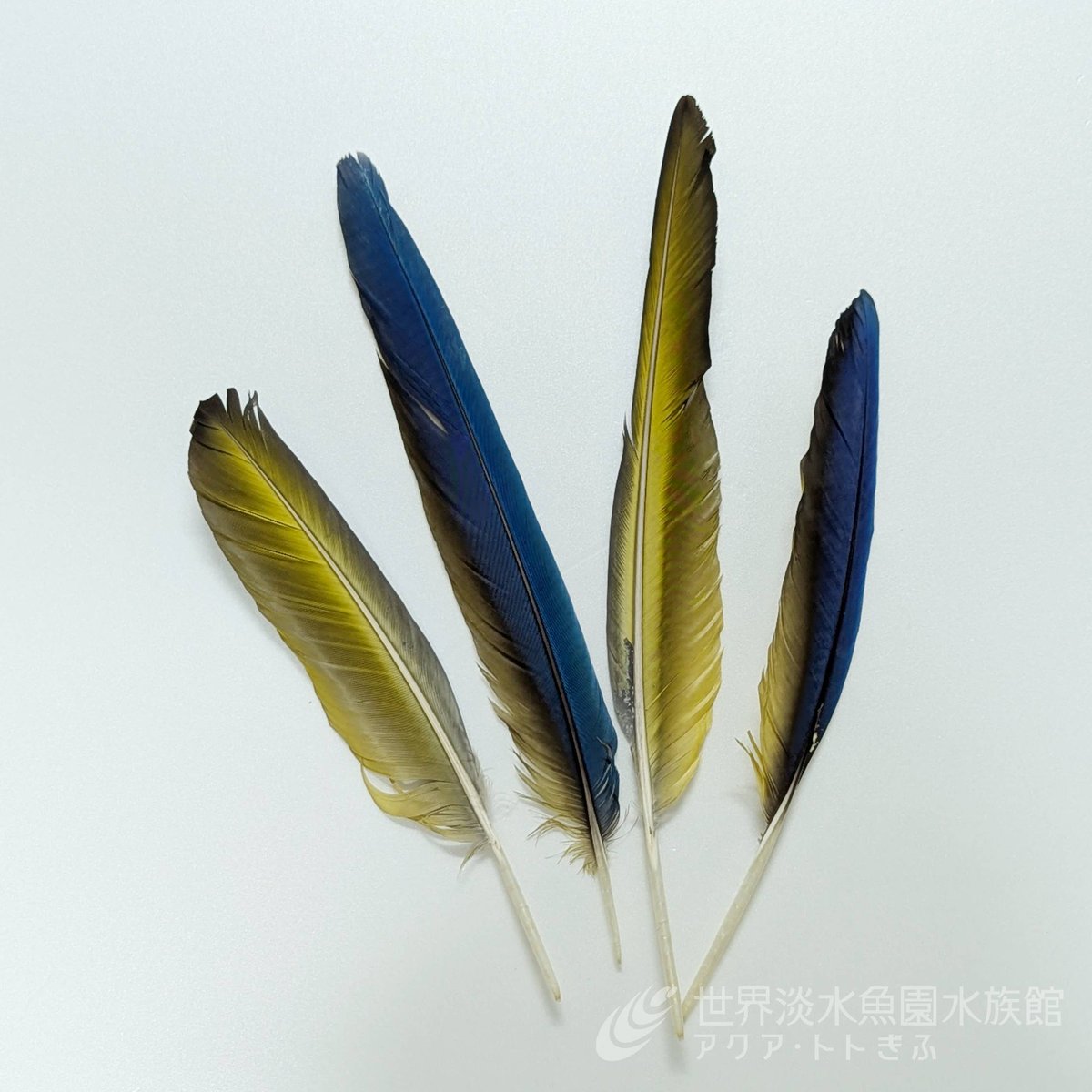 aquatotto's tweet image. 7/12(土)、13(日)11:45から、ルリコンゴウインコの特別ガイドを実施します。
生態や体のつくりに加え、本物の羽を使って、羽のしくみについてもお話します。
1階「アマゾンの鳥」水槽にて実施しますので、ぜひお越しくださいね!【展ス】