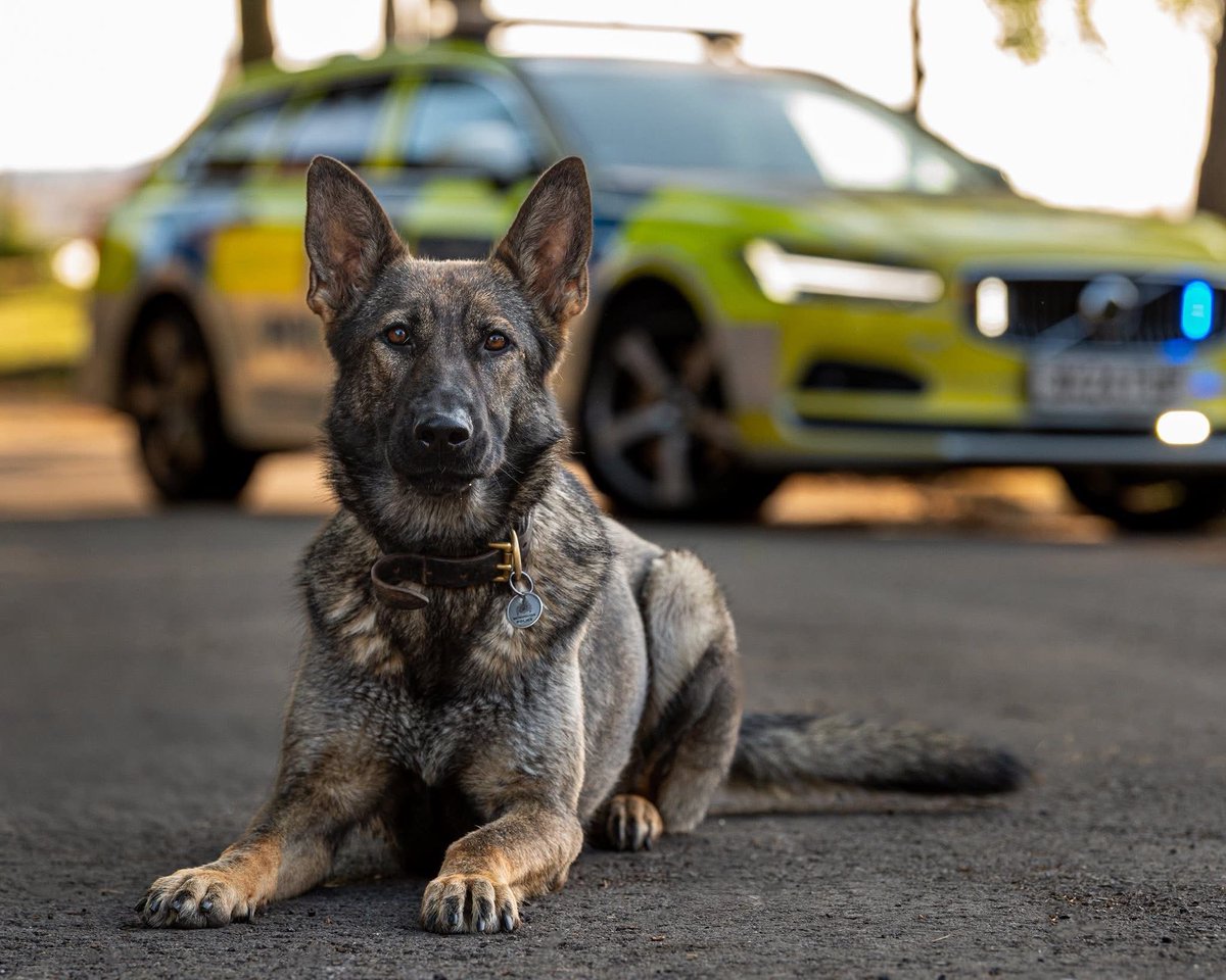 lrpduk's tweet image. Stitch has officially joined the RPD Club! 🤗

After dedicating his life to serving the communities of London, Stitch retires to his handler for a life by the sea, his owner safe in the knowledge @lrpduk will be there to support him if and when needed. 

🐶🐾💙