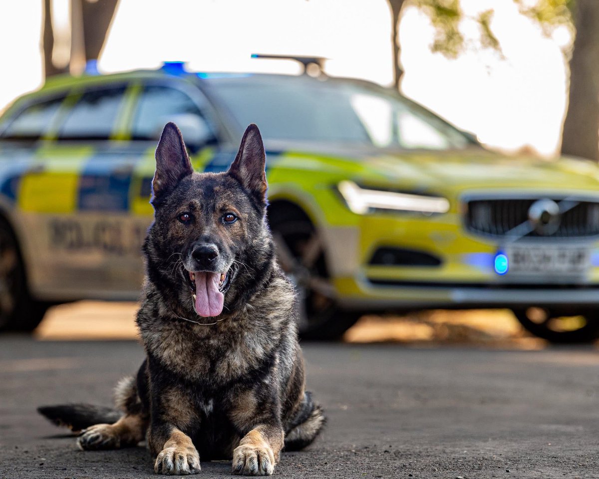 lrpduk's tweet image. Stitch has officially joined the RPD Club! 🤗

After dedicating his life to serving the communities of London, Stitch retires to his handler for a life by the sea, his owner safe in the knowledge @lrpduk will be there to support him if and when needed. 

🐶🐾💙