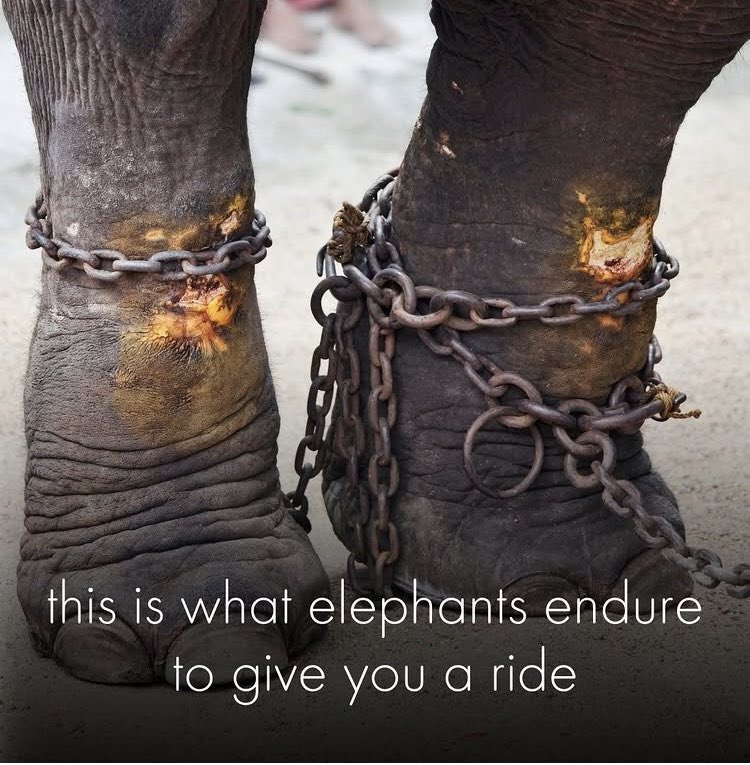 📣 Please Share To Raise Awareness 📣

Elephants who give rides are often chained for hours on end, leaving
horrific and painful sores and wounds.

🚫 #DontBuyATicket 🚫