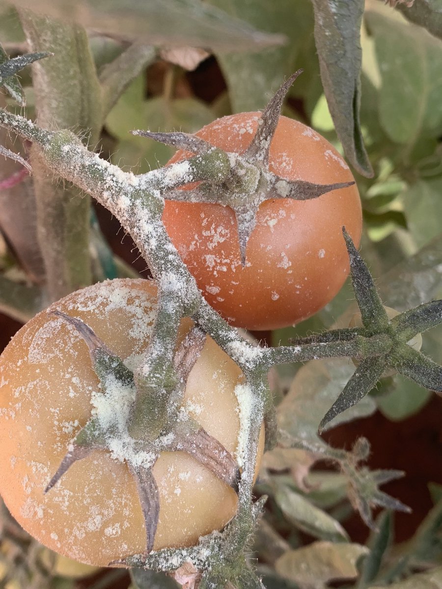 3 days after adding Sulfur to my tomatoes