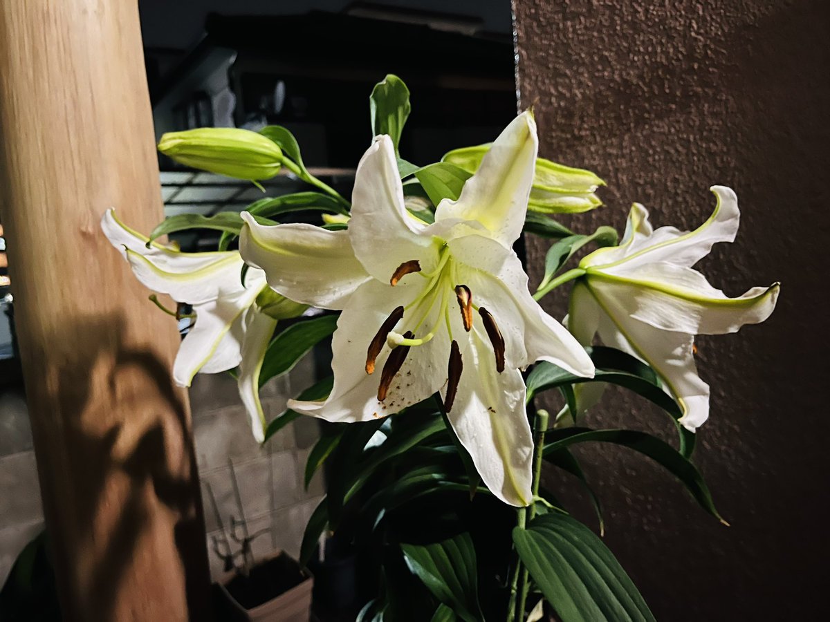 hagipyong's tweet image. 今年も咲きました。
ものすごい香りです。
鉢植えだけど、私と同じくらいの背丈って…
どれだけ栄養が良いのでしょうか？？