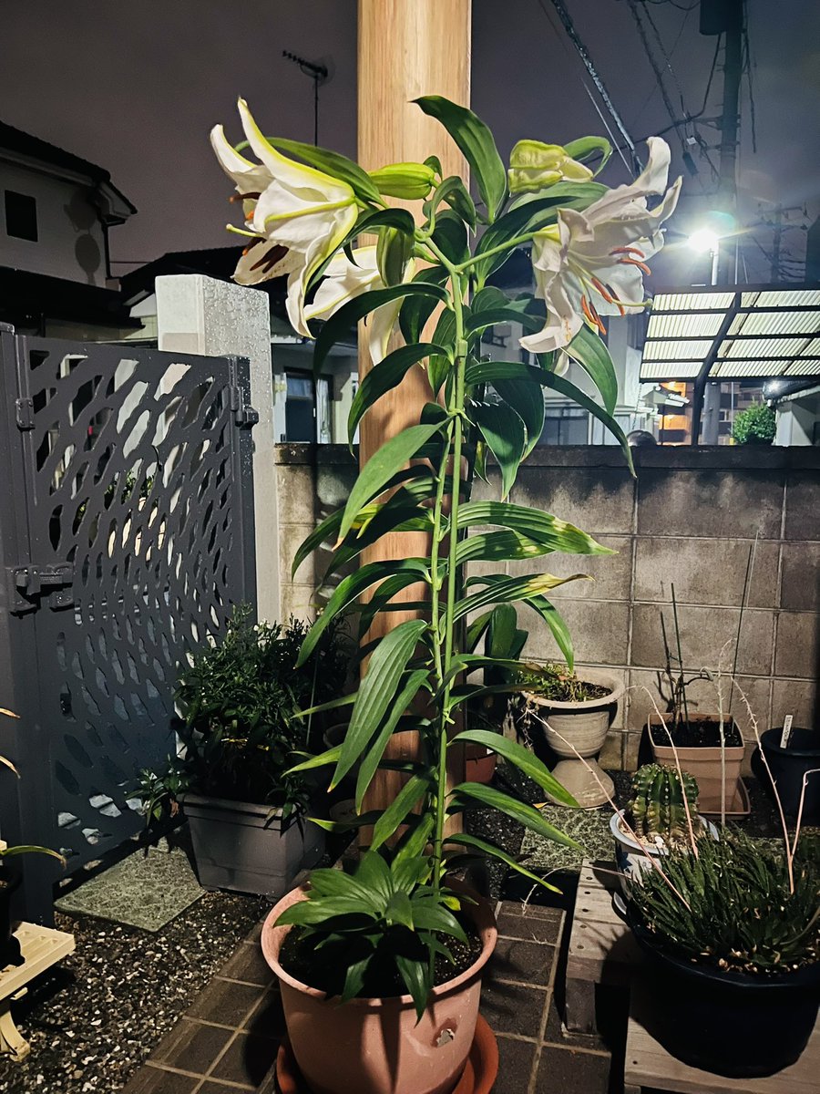 hagipyong's tweet image. 今年も咲きました。
ものすごい香りです。
鉢植えだけど、私と同じくらいの背丈って…
どれだけ栄養が良いのでしょうか？？