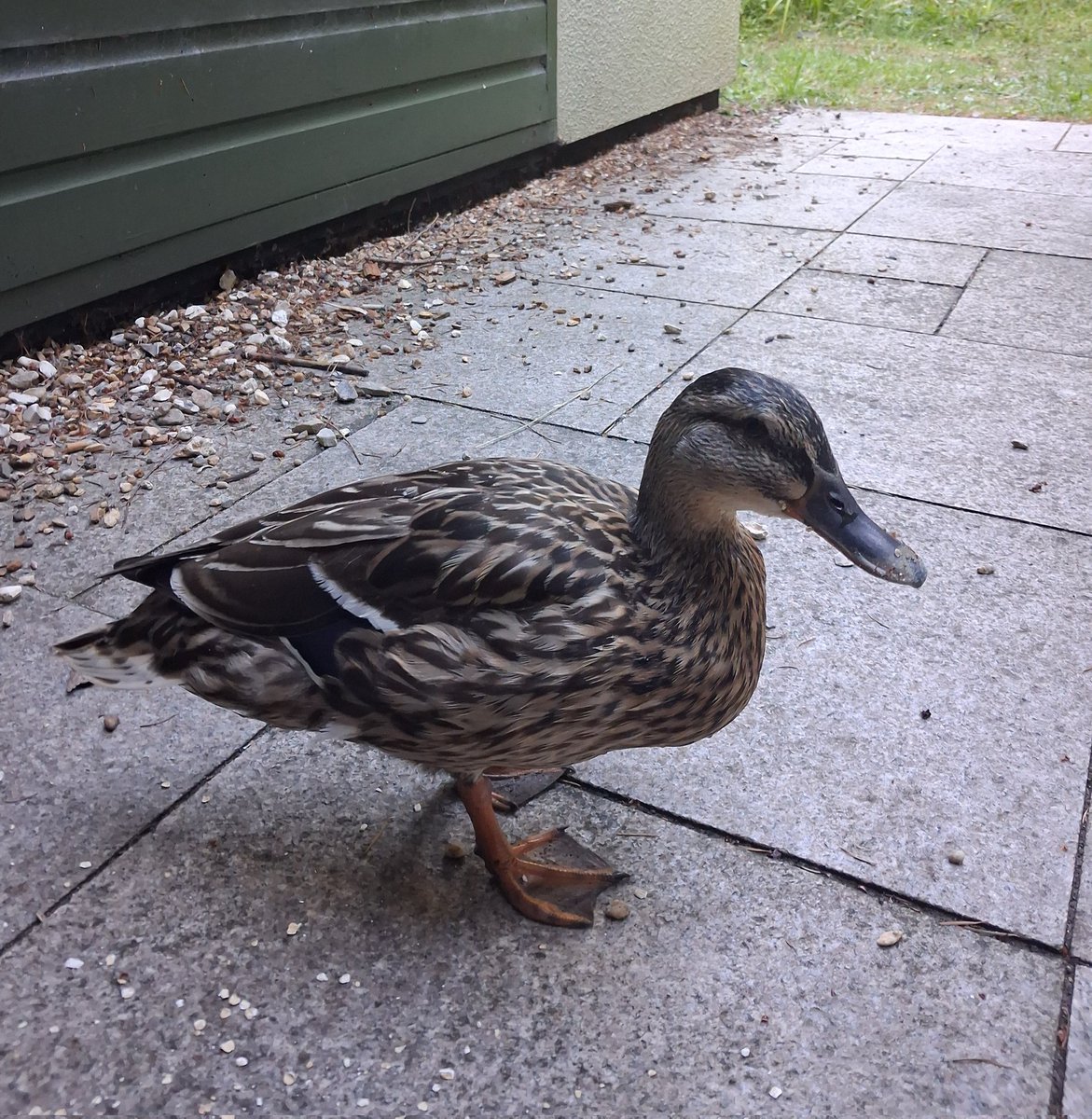 Duck's Power Line Repair tweet media