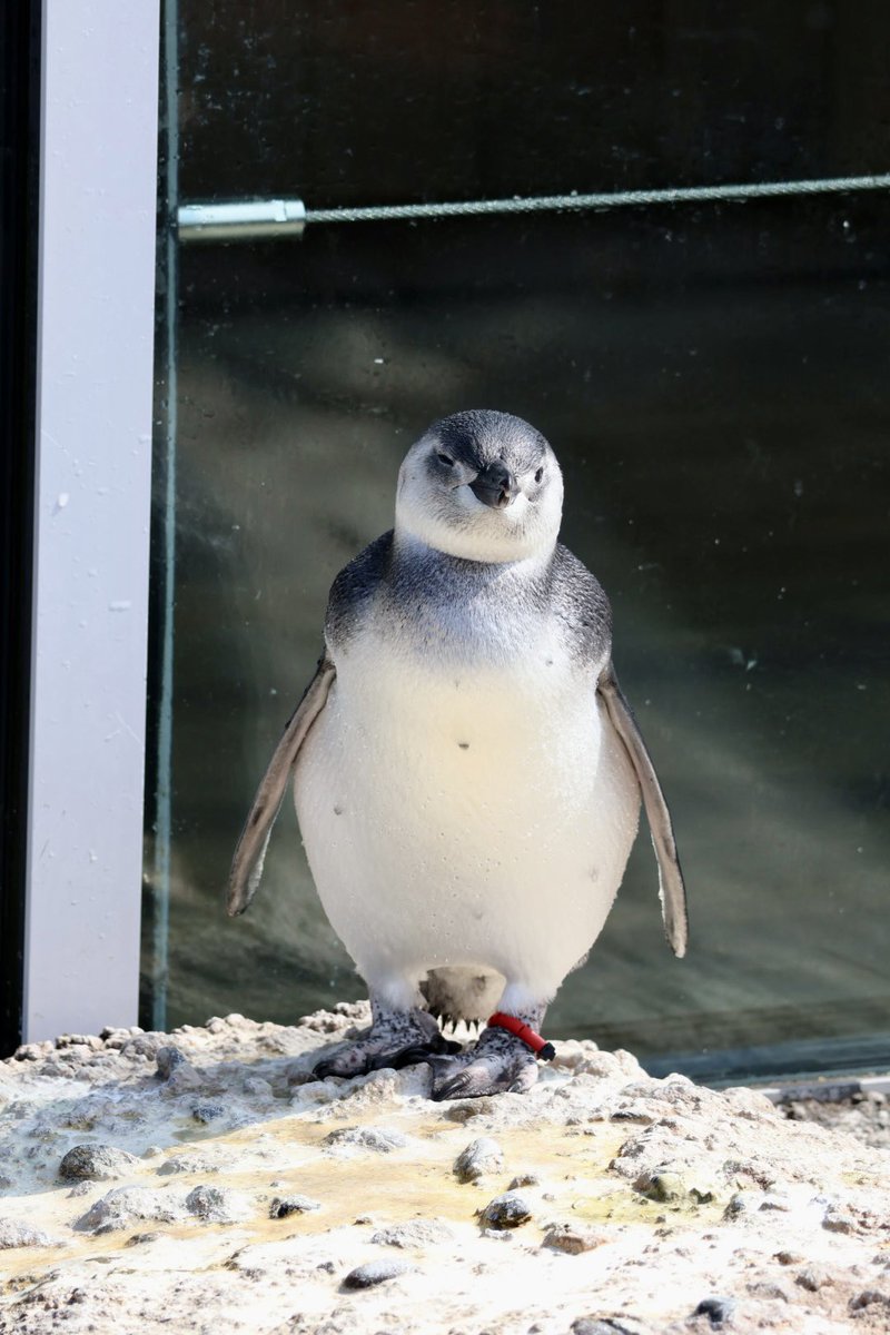 pengento42532's tweet image. むっちり亜成鳥
#マゼランペンギン
#うみがたり