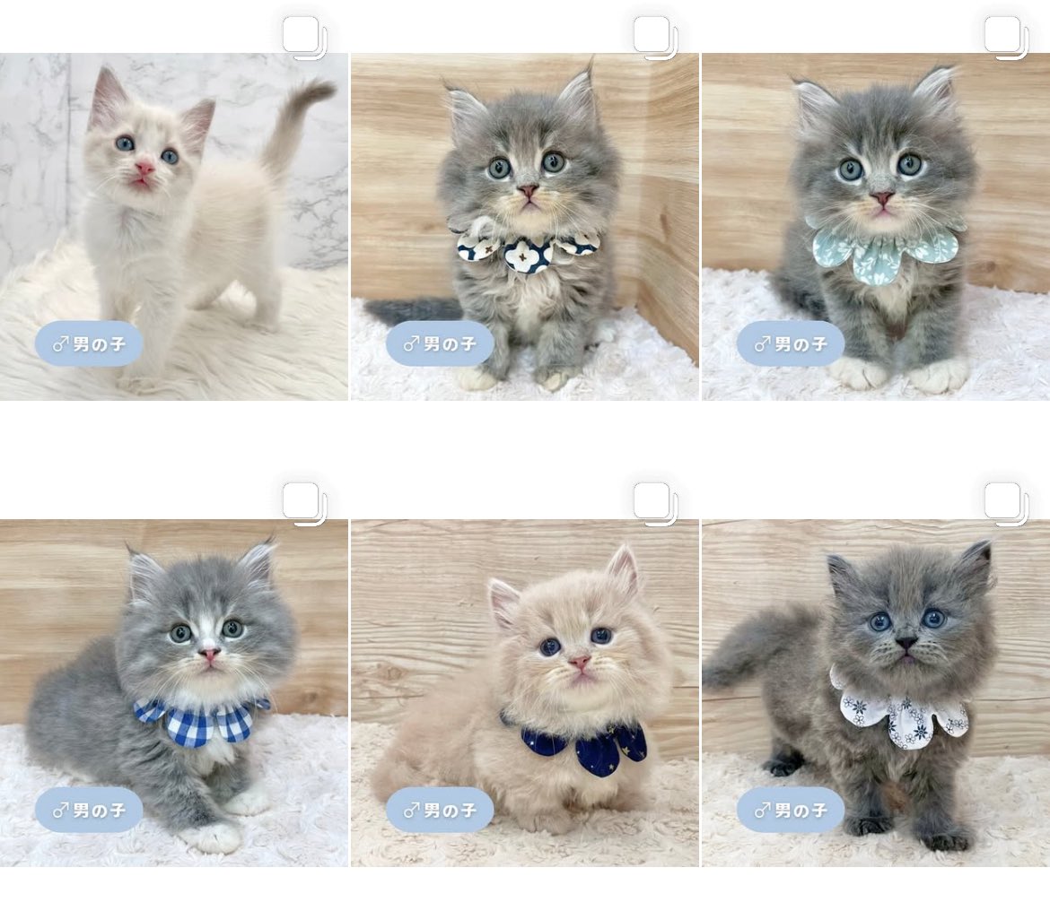 ð«§ æç¥ã®ç«ã¡ããå°éïŸïŸïŸïœ°ïŸïŸïœ° ð«§ (æ ª)LEGARE (@legaremeow) on Twitter photo ããã«ã¡ã¯ðŸ
ã
€
â«ïžInstagramïŒåç«ã¡ããäžèЧïŒ
â«ïžã¿ããªã®åç«ããªãŒããŒ
ã
€
æŽæ°ããŸããâ
ã
€
ãããããããã£ãŒã«ã®ãªã³ã¯ããã¢ã¯ã»ã¹ãã§ããŸãã®ã§ïœ€ãã²ã確èªãã ããð±ð«§
#ç«å¥œããããšç¹ãããã
#ç« #ãã
#ç«ã®ããæ®ãã ããã«ã¡ã¯ðŸ
ã
€
â«ïžInstagramïŒåç«ã¡ããäžèЧïŒ
â«ïžã¿ããªã®åç«ããªãŒããŒ
ã
€
æŽæ°ããŸããâ
ã
€
ãããããããã£ãŒã«ã®ãªã³ã¯ããã¢ã¯ã»ã¹ãã§ããŸãã®ã§ïœ€ãã²ã確èªãã ããð±ð«§
#ç«å¥œããããšç¹ãããã
#ç« #ãã
#ç«ã®ããæ®ãã