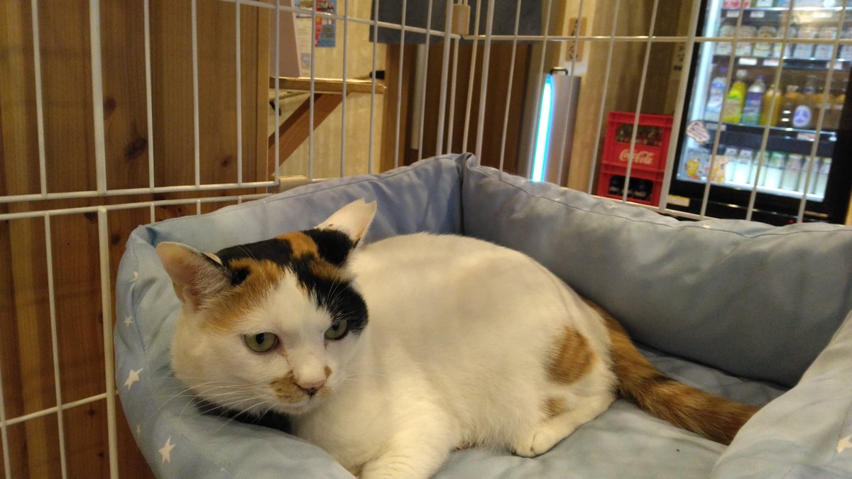 本日は琵琶湖大津泊😄✋
温泉施設は無いようなので、看板猫の「福ちゃん」が番台の、大津湯さんにてひとっ風呂浴びましたあ😆♨️