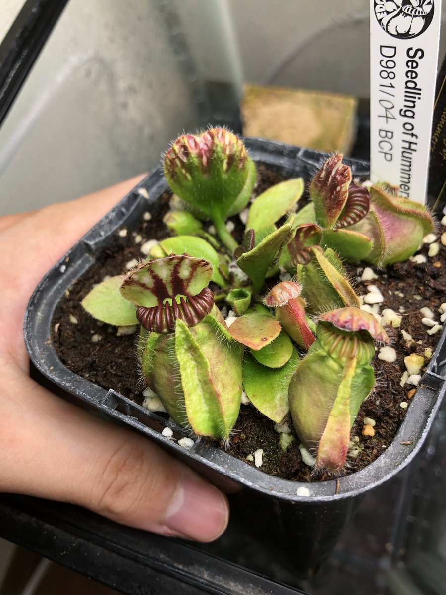 セファロタス seedling of Hummer's Giant BCP 【公式通販】