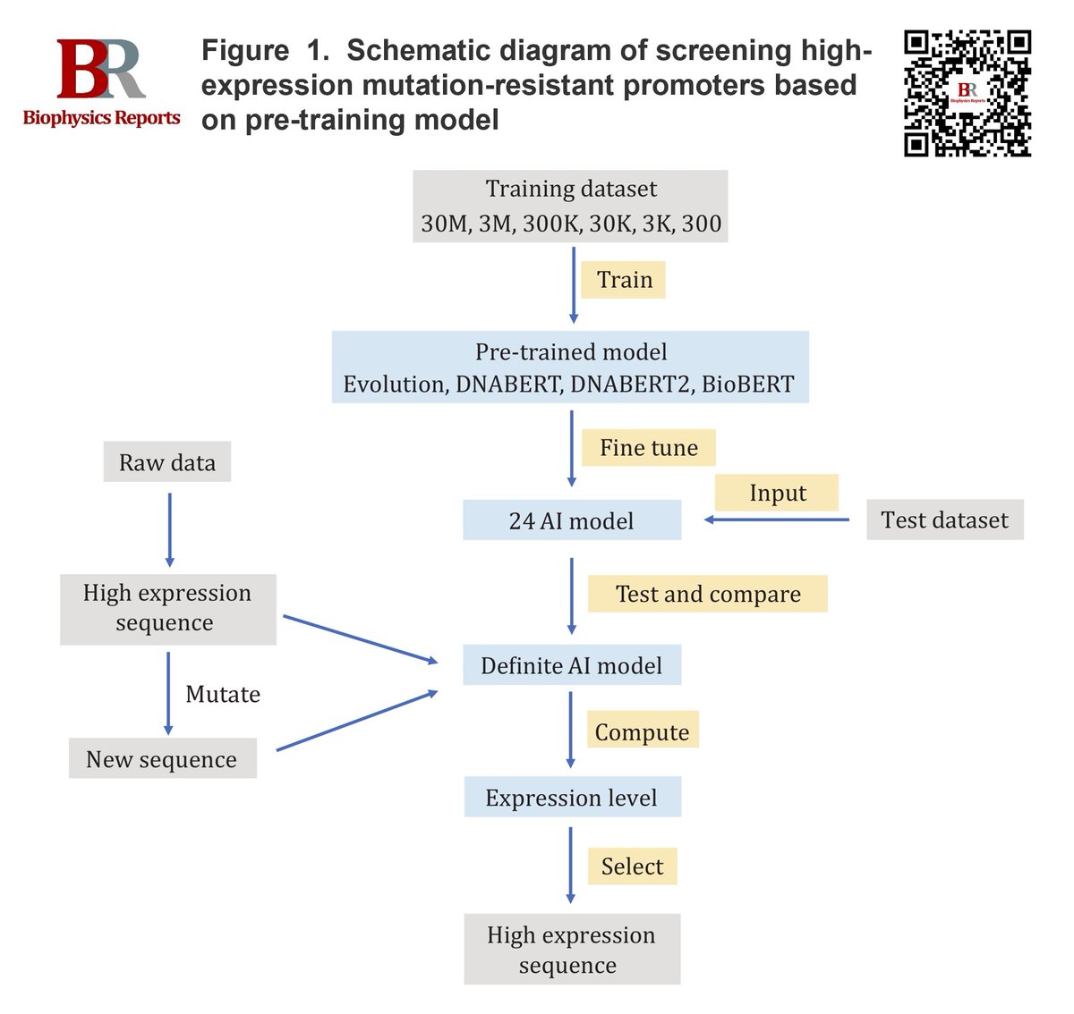 BiophysRep's tweet photo. 📢Congratulations to Zhen Zhou et al. on their study "Leveraging pre-trained AI models for robust promoter sequence design in synthetic biology" published in Biophysics Reports (Online First). 
🔗https://t.co/tNpON2uqeP
#SyntheticBiology #PretrainModels #Promoters https://t.co/K8PGSoW7RF