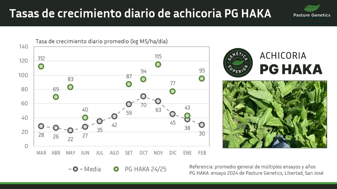 Achicoria PG HAKA:
Evolución de la tasa de crecimiento diario
Ensayo 2024, ahora en su segundo año

Con menos luz y muy bajas temperaturas, la tasa de crecimiento de junio se aproximó al valor esperado y alcanzó seguramente el valor mínimo del año. En un mes les contamos más. 📝