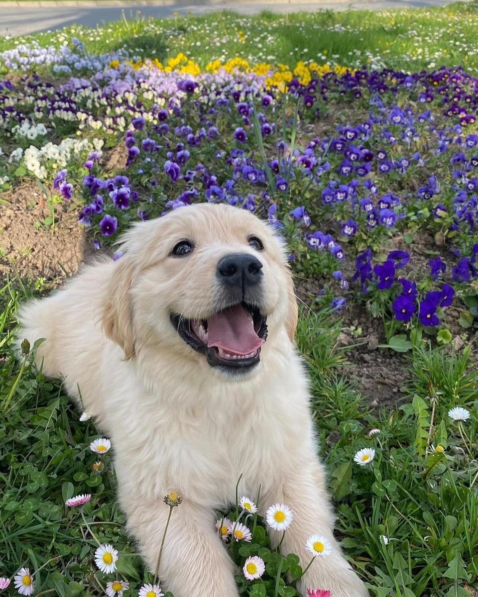 xjellajake's tweet photo. 🐶🪻🪽 https://t.co/mmwEnwYa8N