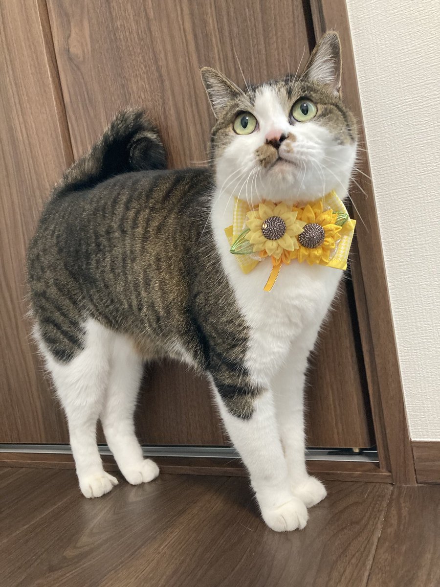 _7mamimumemo_'s tweet image. 先日チャリティー企画にて購入したリボンを早速つけてもらいました🐈🌻
花びらはもちろん、種の部分まで細かく作られておりすごく可愛いおリボンです🎀
お気に入りです✨
#寧々結屋
#猫
#猫かわいいね
#猫のいる暮らし