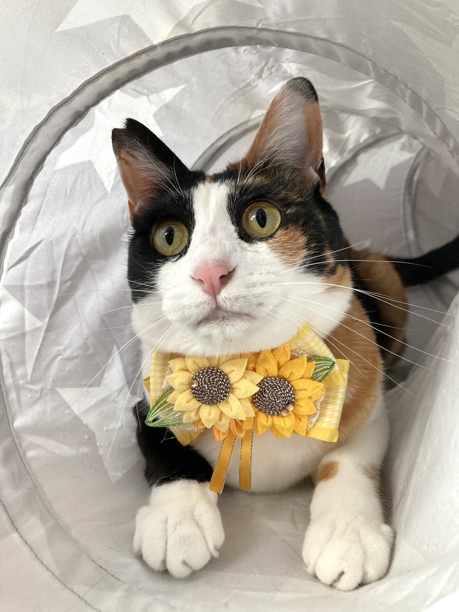 _7mamimumemo_'s tweet image. 先日チャリティー企画にて購入したリボンを早速つけてもらいました🐈🌻
花びらはもちろん、種の部分まで細かく作られておりすごく可愛いおリボンです🎀
お気に入りです✨
#寧々結屋
#猫
#猫かわいいね
#猫のいる暮らし