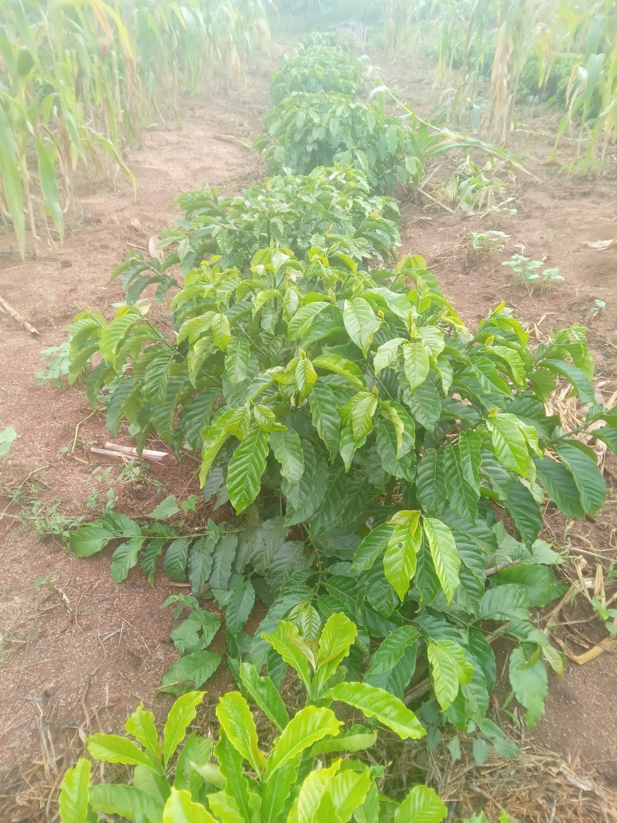 TaddewoS's tweet image. July 2024 🆚 July 2025. Holes were dug in July 2024 and coffee planted in September the same year. This is our 3m* 1m spacing. 800 coffee trees in slightly over half an acre. Good flowering in January 2026. We only left 2 stems. Our plantlets were in big pots. It's possible!