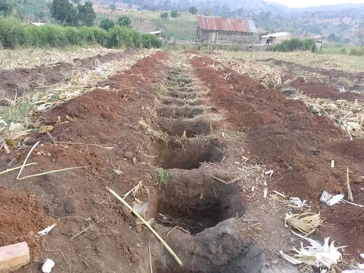 TaddewoS's tweet image. July 2024 🆚 July 2025. Holes were dug in July 2024 and coffee planted in September the same year. This is our 3m* 1m spacing. 800 coffee trees in slightly over half an acre. Good flowering in January 2026. We only left 2 stems. Our plantlets were in big pots. It's possible!