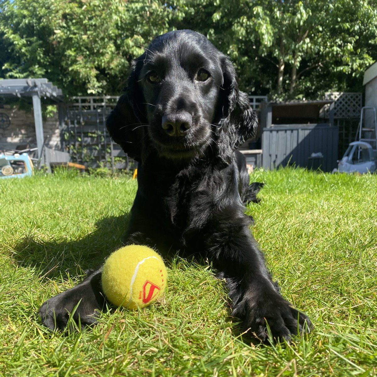 Jack McG (@jackmcgillivray) on Twitter photo Popped into <a href="/hmvArgyleSt/">hmv Glasgow Argyle</a> this morning for a gift. Got a free tote bag that had the Christopher Reeve Superman films in 4K 🥹 A Krypto toy that was immediately claimed by the nephew and most importantly a tennis ball for my Superdog! Popped into <a href="/hmvArgyleSt/">hmv Glasgow Argyle</a> this morning for a gift. Got a free tote bag that had the Christopher Reeve Superman films in 4K 🥹 A Krypto toy that was immediately claimed by the nephew and most importantly a tennis ball for my Superdog!