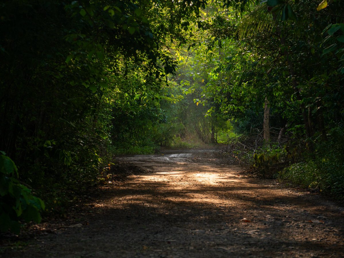 This is a portal to another dimension 🚪🌳