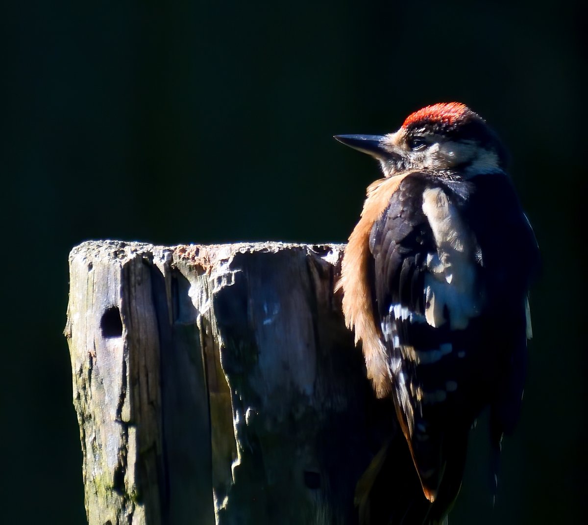 Andrew Malcolm tweet media