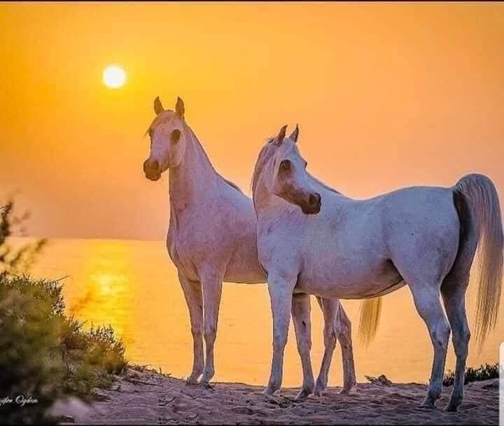 من لا يجيء بقلبه،
فلا حاجة لك بخطاه…
فالحبُّ ليس سدّ فراغ،
بل تمامُ روحٍ التقت بنورها روحًا أُخرى.
شمس التبريزي راقت