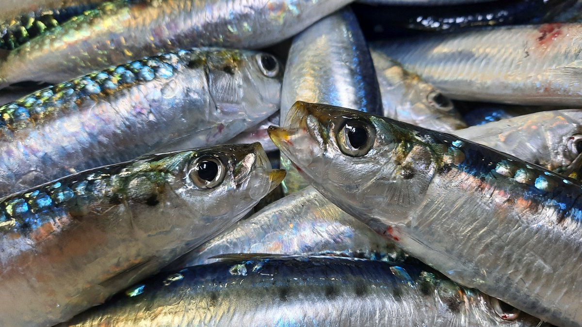 Instituto Español de Oceanografía (@ieooceanografia) on Twitter photo 🛳️🐟 Comienza una nueva campaña #MEDIAS liderada por el #IEO_CSIC en colaboración con <a href="/gobmapa/">Ministerio de Agricultura, Pesca y Alimentación</a> para evaluar el estado de explotación de especies pelágicas del Mediterráneo.
🔗 tinyurl.com/rt2s6k6r
#FEMPA #PescaSostenible #EMFAF #PNDB 🛳️🐟 Comienza una nueva campaña #MEDIAS liderada por el #IEO_CSIC en colaboración con <a href="/gobmapa/">Ministerio de Agricultura, Pesca y Alimentación</a> para evaluar el estado de explotación de especies pelágicas del Mediterráneo.
🔗 tinyurl.com/rt2s6k6r
#FEMPA #PescaSostenible #EMFAF #PNDB