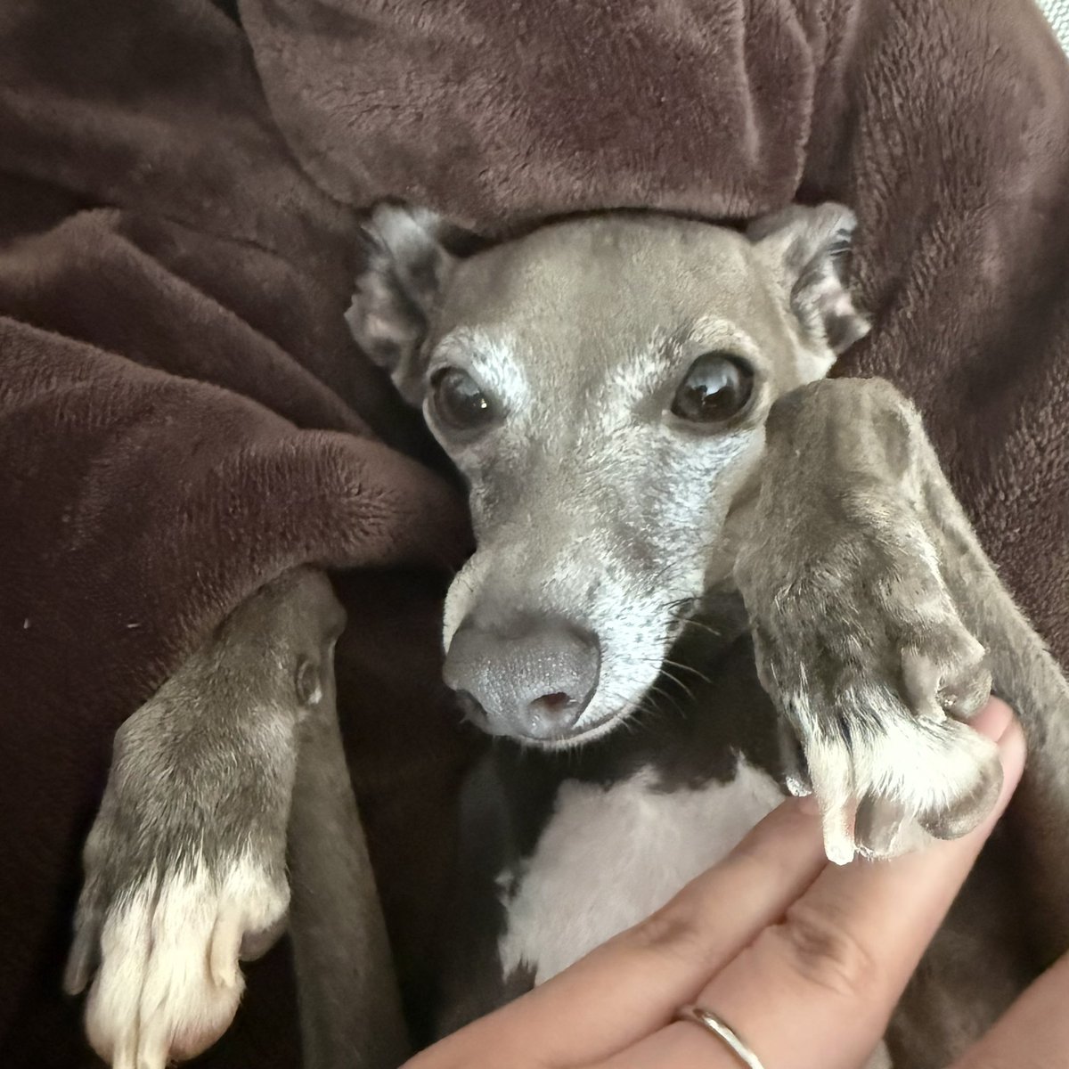 こう見ると1年半で白くなったなぁ〜
👈2023年11月（6ヶ月）｜2025年7月（2歳1ヶ月）👉