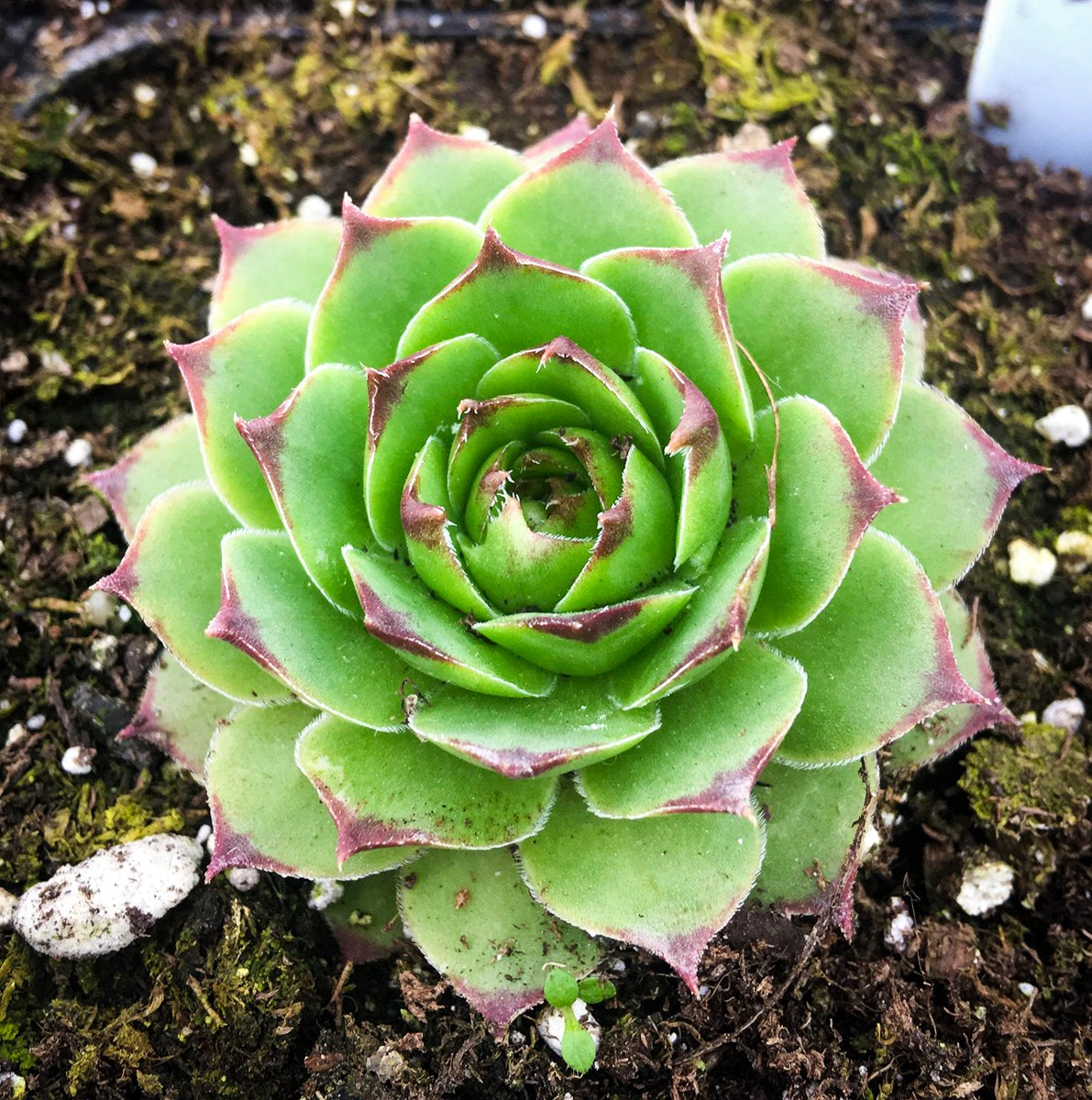 This Monday 14 July, at 1pm, at the Jubilation Community Hub, Mile Road Allotments and Leisure Gardeners will be demonstrating taking Sempervivum Buds for you to grow for a very interesting project next year.