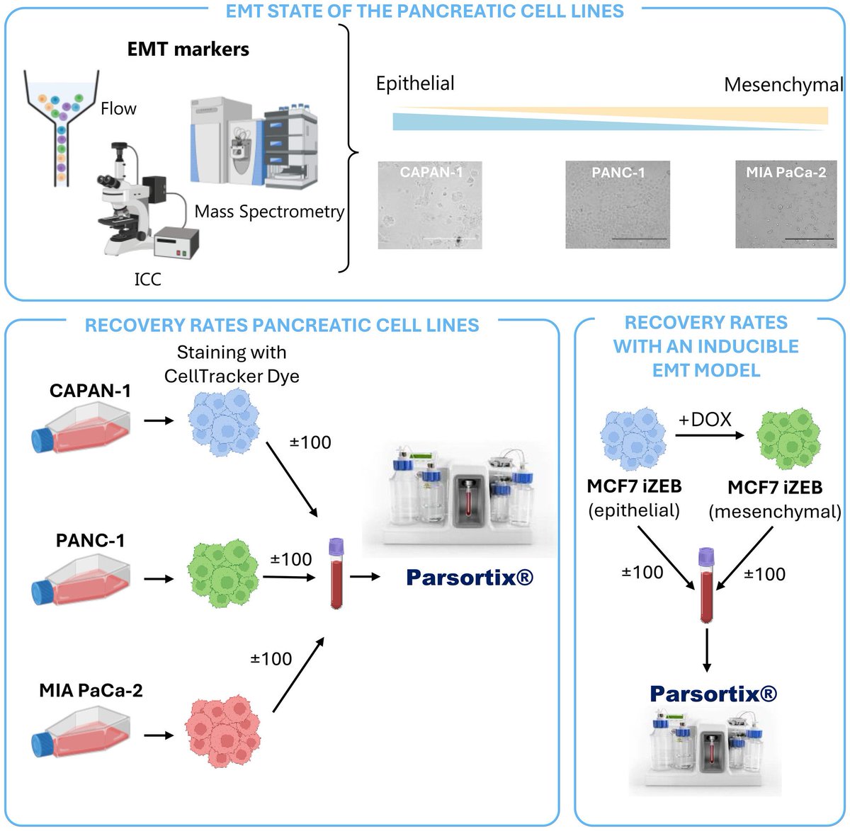 MolOncology's tweet image. EMT-associated bias in the Parsortix® system observed with pancreatic cancer cell lines
🔦 buff.ly/39cTLtl
🖊️ @KathleenClaes1 @KrisGevaert_VIB
#CTCs #LiquidBiopsy