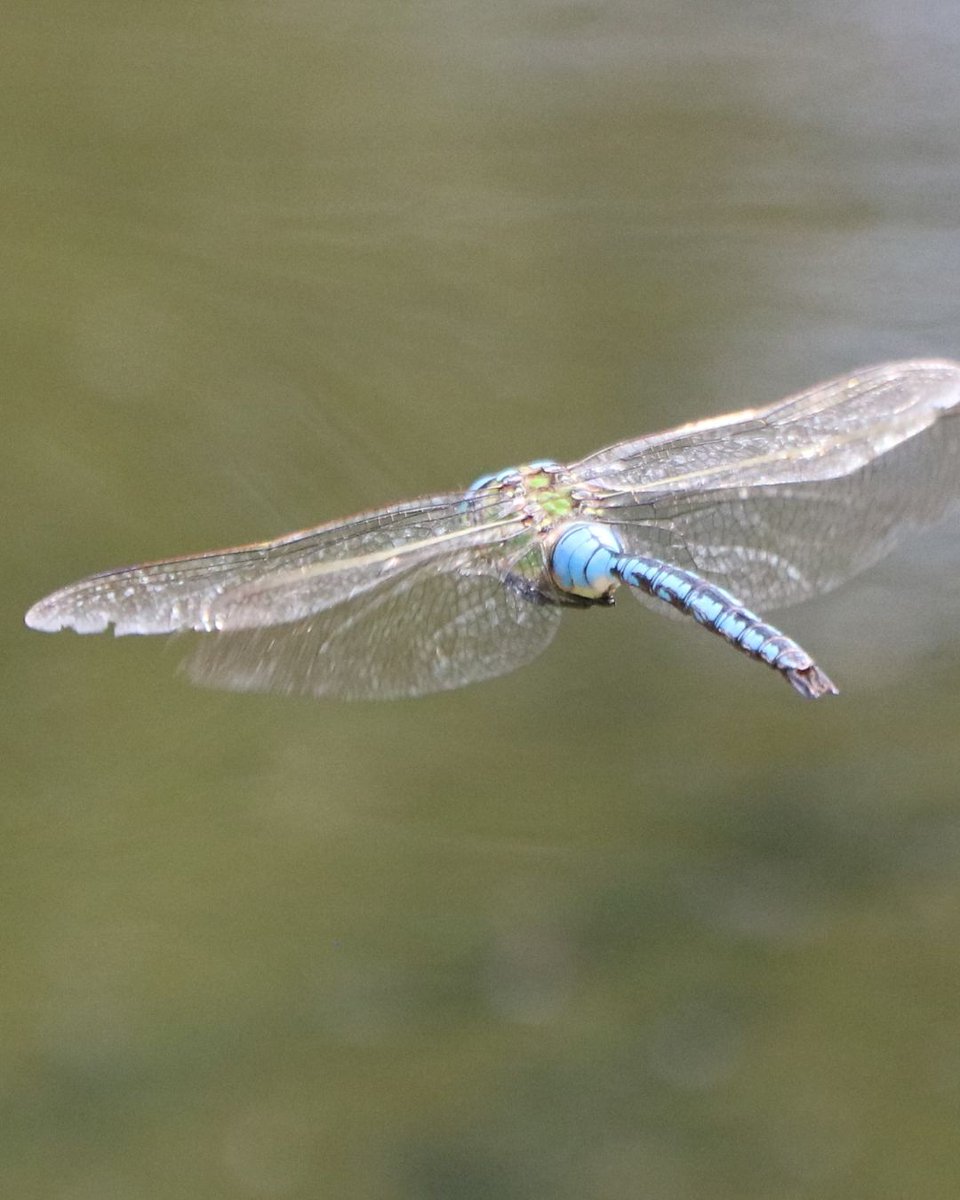 CityCorpHeath's tweet image. It’s #NationalDragonflyWeek! 🐉☀️

Here’s how to tell Dragonflies &amp;amp; Damselflies apart:

🔹 Dragonflies = bigger, stockier, eyes meet on top, fly over open water
🔹 Damselflies = slim, delicate, wings folded when resting, found near pond plants

Spot any on the Heath? 👀🌿
