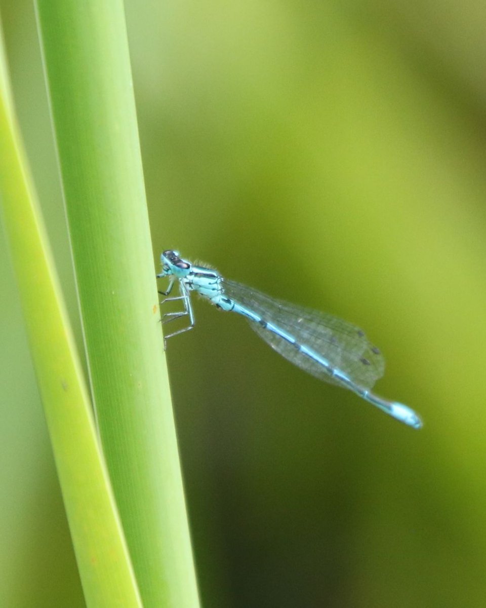 CityCorpHeath's tweet image. It’s #NationalDragonflyWeek! 🐉☀️

Here’s how to tell Dragonflies &amp;amp; Damselflies apart:

🔹 Dragonflies = bigger, stockier, eyes meet on top, fly over open water
🔹 Damselflies = slim, delicate, wings folded when resting, found near pond plants

Spot any on the Heath? 👀🌿
