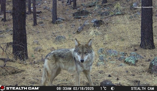🐺🇲🇽 México logró obtener el primer registro de un lobo mexicano nacido en libertad (Canis lupus baileyi) en el Área de Protección de Flora y Fauna Campo Verde, ubicada en el Noroeste del Estado de Chihuahua, tras casi extinguirse hace más de 50 años
gob.mx/conanp/prensa/…