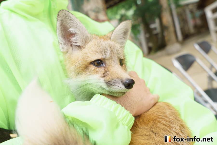 fox_info_net's tweet image. こぎちゅねだっこ
 #蔵王キツネ村 fox-info.net/fox-photo/arch…