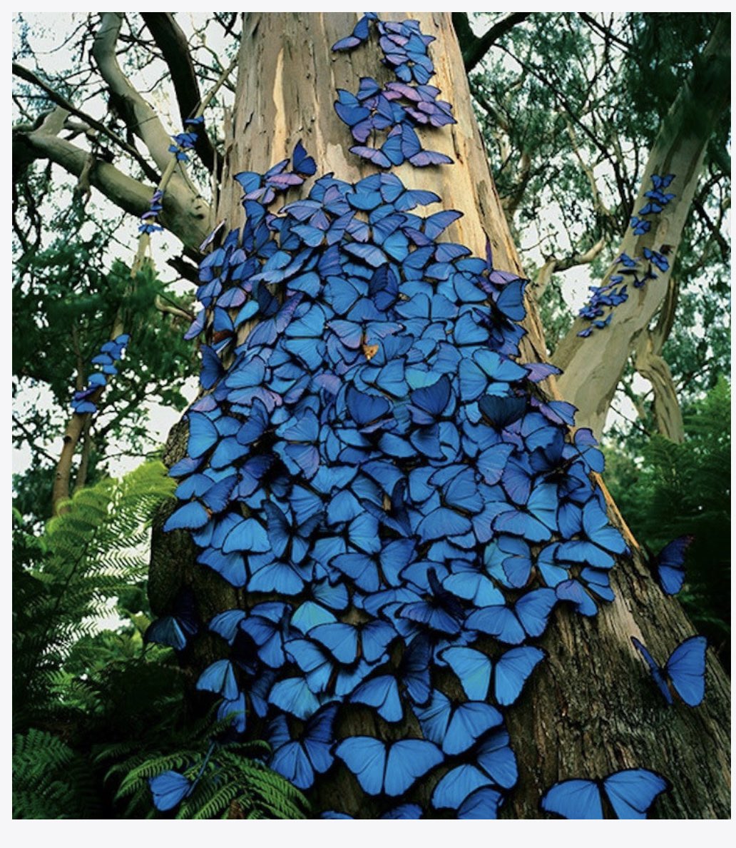 Boşnaklar ARTEMİS çiçeğine ölüm çiçeği derler , ve bu ismin çıkışına sebep olan mavi kelebekler , SREBRENİSTA SOYKIRIMINI temsil eder
Zalimleri affedip affetmemekte serbestsiniz. Ne yaparsanız yapın ama soykırımı unutmayın. Çünkü unutulan soykırım tekrarlanır.
Aliya İzzet Begoviç