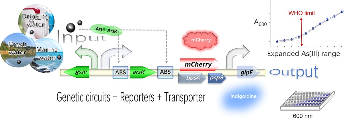 AppEnvMicro's tweet image. New in #AppEnvMicro: Arsenic pollution is a threat to ecosystem integrity & human health. Yan Guo and team created biosensors that offer a practical, cost-effective and portable solution for arsenic detection. @ASMicrobiology
Read the article:
journals.asm.org/doi/10.1128/ae…