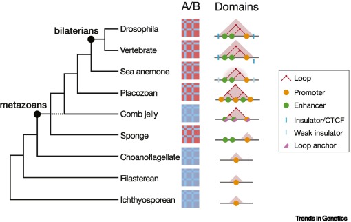 TrendsGenetics's tweet image. Animal origins: looping back in time dlvr.it/TLsNjF