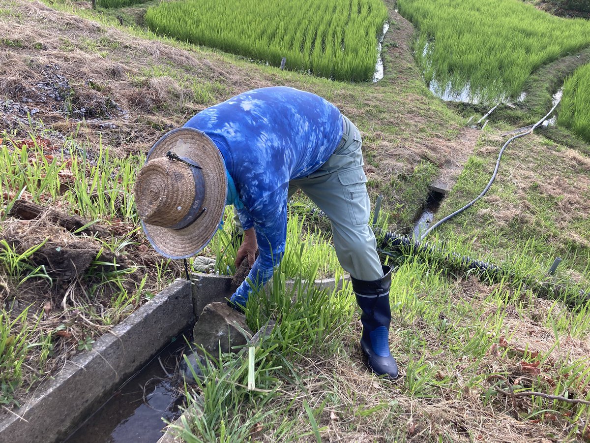 noto_senmaida's tweet image. 夕方、棚田の水回り。用水に流れる水量を石や枯れ草で調整。農家的経験と勘が大事な仕事と言えます。最近は旦那を先生に見習いとして水回り勉強中の広報D。奥深い水回りの話をいつか冊子やチラシまとめたい✨
#令和6年能登半島地震 #能登 #輪島 #白米千枚田 #愛耕会 #能登豪雨 #水回り