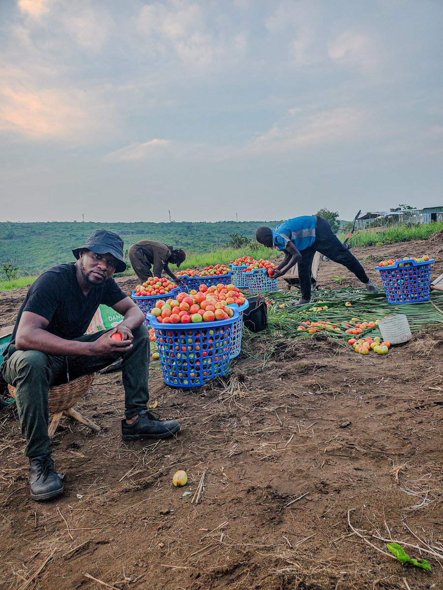 Frères et sœurs congolais🇨🇬, ne croyez pas que parce que nous, les fils et filles du pays, hésitons à nous engager, peu importe le secteur, les autres ne le feront pas. Oui, les gros investisseurs fuient le pays actuellement, mais en contrepartie...1/5