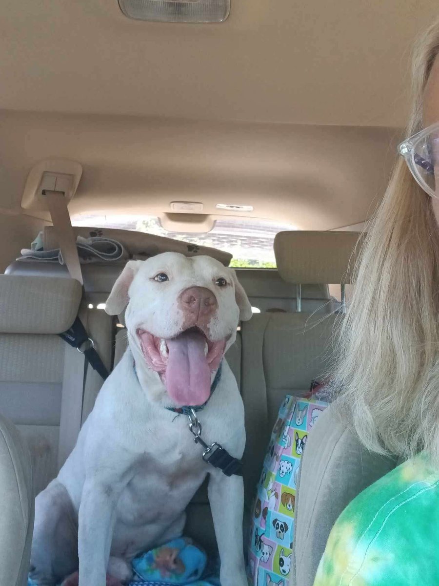 Thorn was rescued by Angels Among Us Rescue and Boarding. Please honor your pledge and post confirmation here. There are several outstanding pledges or non confirmed pledges for Thorn in June. Please help Angels Among Us Rescue and Boarding by honoring your pledges