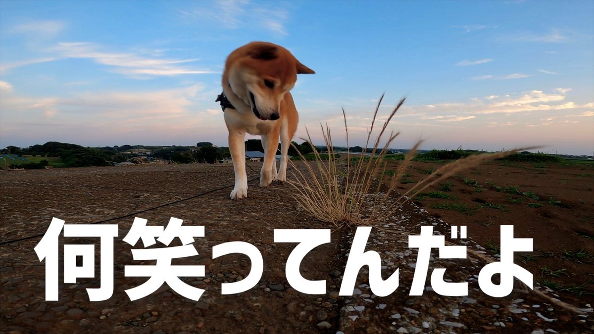 8471Fc's tweet image. 正解者は出るだろうか
【激ムズ】深夜テンション柴犬こむぎクイズで頭の体操をしよう!!
youtu.be/wK8lNW6unnA