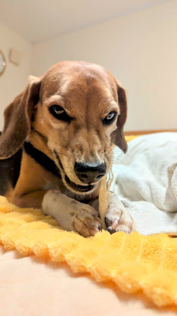 REBHPortal's tweet image. Like this terrifying dog, some animals just look like they belong in Resident Evil.
Share with us some scary photos of your own pets!
#REBHFun