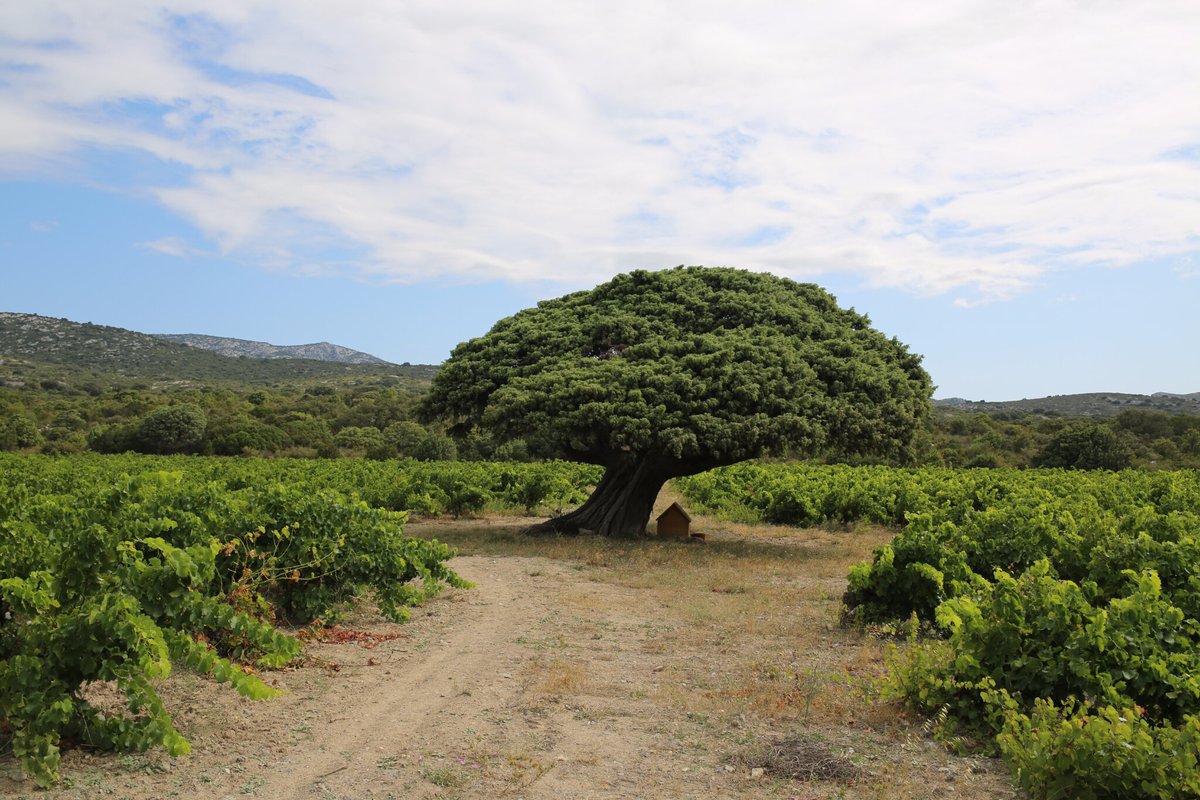 ExpertHappe's tweet image. Il est rare que le cinéma français accorde une place de choix à nos arbres remarquables. C'est pourtant ce qu'a souhaité faire le réalisateur Tony Gatlif dans son dernier film "Ange" avec le genévrier d'Opoul dans les Corbières.
Photo: Pierre Cuny
Bravo M. @TGatlif !
