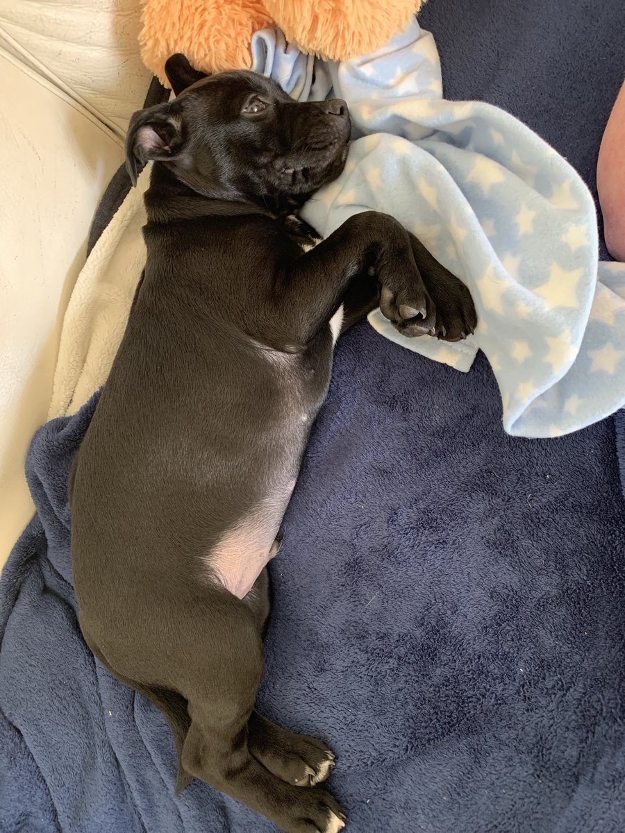 Look at this cutie photo of me when I was a pupsicle #frank