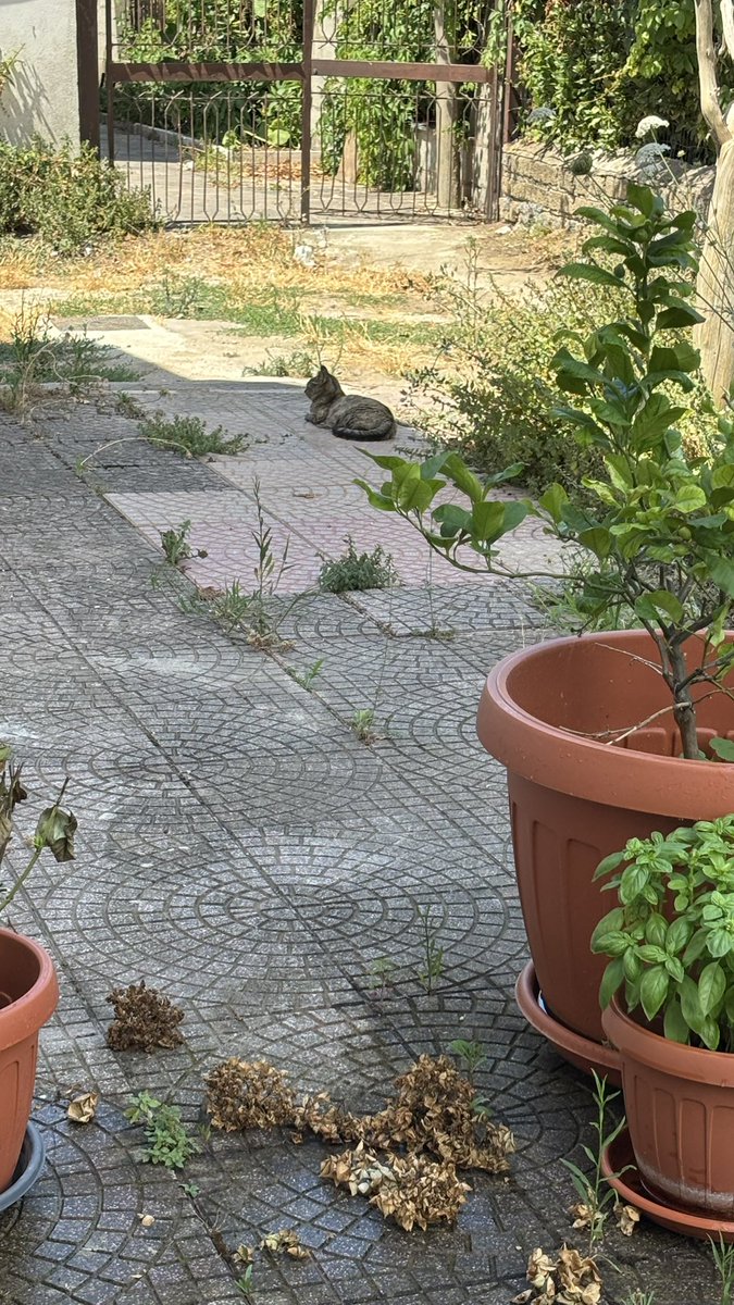 ale_cors9's tweet image. Trilly la regina del giardino  #venerdigattini