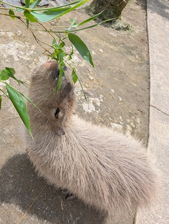 capipiro's tweet image. キキョウちゃんに、午後の竹の葉献上！(その2)

(2025.05.25長崎バイオパーク)