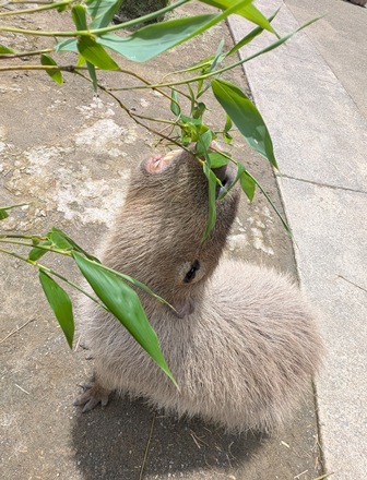 capipiro's tweet image. キキョウちゃんに、午後の竹の葉献上！(その2)

(2025.05.25長崎バイオパーク)