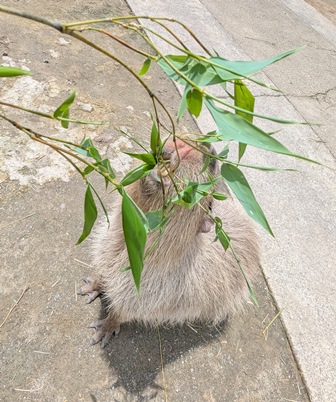 capipiro's tweet image. キキョウちゃんに、午後の竹の葉献上！(その2)

(2025.05.25長崎バイオパーク)