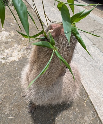 capipiro's tweet image. キキョウちゃんに、午後の竹の葉献上！(その2)

(2025.05.25長崎バイオパーク)